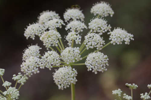 Angelica venenosa #1